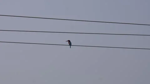 A white-throated kingfisher Stock-Footage 332539956