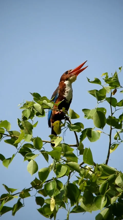 White Throated Kingfisher With Open Beak On Tree Branch In Summer Heat, Vertical Video stock 337965569