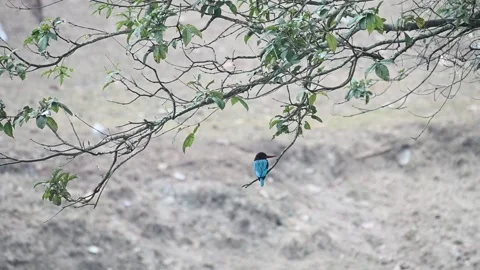 White throated kingfisher posing elegantly in Kabini national park Stock Footage 267566654