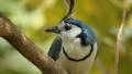 White-throated magpie-jay calling out. Closeup. Costa Rica. HD Footage