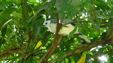 White-throated Magpie-Jay Stock Footage 126557893