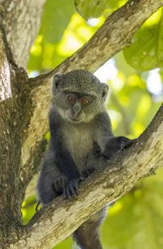  White-throated Monkey (cercopithecus albogularis) in a tree, Kenya, Afric... Stock Photos
