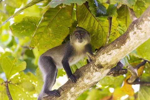  White-throated Monkey (cercopithecus albogularis) in a tree, Kenya, Afric... Stock Photos