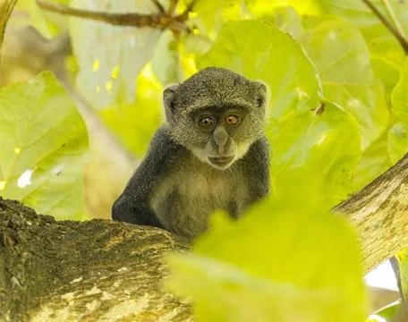  White-throated Monkey (cercopithecus albogularis) in a tree, Kenya, Afric... Stock Photos