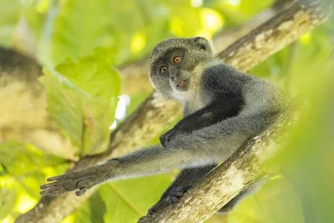  White-throated Monkey (cercopithecus albogularis) in a tree, Kenya, Afric... Stock Photos