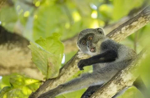  White-throated Monkey (cercopithecus albogularis) in a tree, Kenya, Afric... Stock Photos