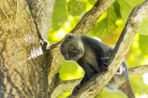  White-throated Monkey (cercopithecus albogularis) in a tree, Kenya, Afric... Stock Photos