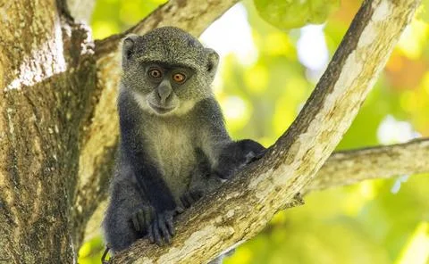  White-throated Monkey (cercopithecus albogularis) in a tree, Kenya, Afric... Stock Photos