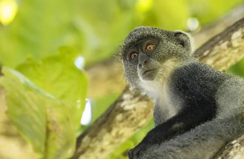  White-throated Monkey (cercopithecus albogularis) in a tree, Kenya, Afric... Stock Photos