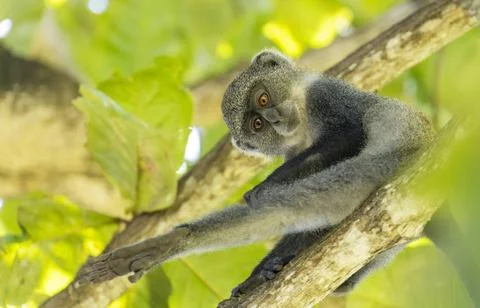  White-throated Monkey (cercopithecus albogularis) in a tree, Kenya, Afric... Stock Photos