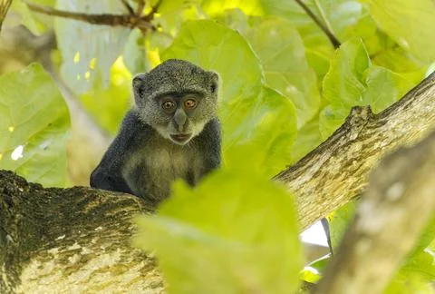  White-throated Monkey (cercopithecus albogularis) in a tree, Kenya, Afric... Stock Photos
