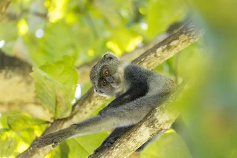  White-throated Monkey (cercopithecus albogularis) in a tree, Kenya, Afric... Foto stock