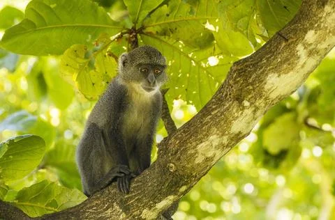White-throated Monkey (cercopithecus albogularis) in a tree, Kenya, Africa... Stock Photos