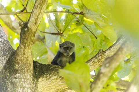 White-throated Monkey (cercopithecus albogularis) in a tree, Kenya, Africa... Stock Photos