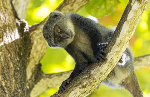 White-throated Monkey (cercopithecus albogularis) in a tree, Kenya, Africa... Stock Photos