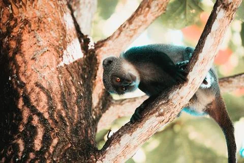  White-throated Monkey in a tree, Kenya, White-throated Monkey in a tree, ... 스톡 사진