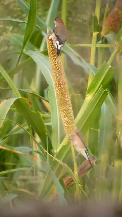 White Throated Munia Pair Eating Pearl Millet Grain - 4k Vertical Footage Stock Footage 342151289