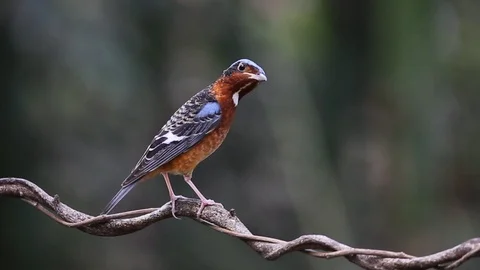 White-throated Rock Thrush Stock Footage 125373525