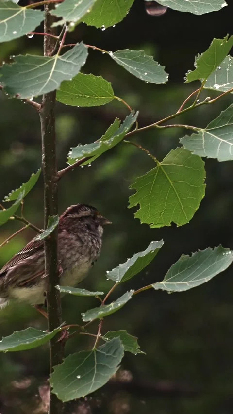 White Throated Sparrow Climbing a Wet Tree After Rain Stock Footage 343672999