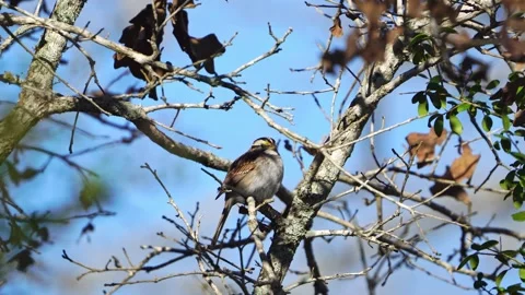 White-throated Sparrow Perched - Fall Colors, Gentle Breeze Video stock 306899054