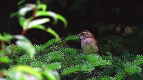 White Throated Sparrow Perched on a Spruce Branch Stock Footage 343673914