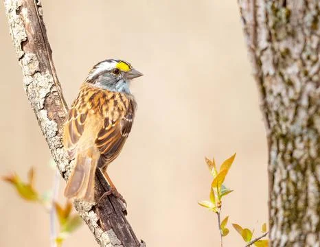 White throated sparrow perched on a tree Stock Photos