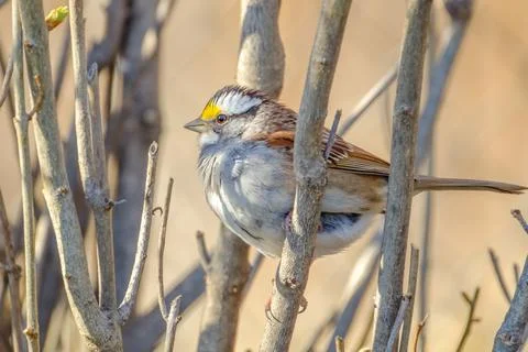 White-throated Sparrow Perched on Tree Branch Bird Portrait Close-Up Stock Photos