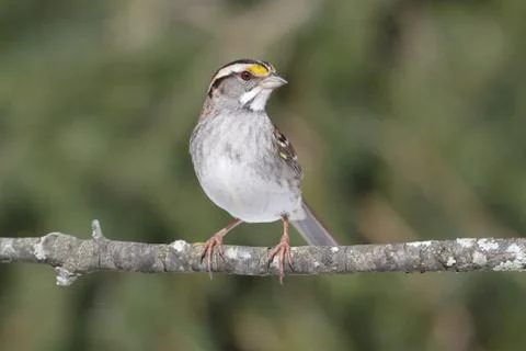 White-throated sparrow Stock Photos