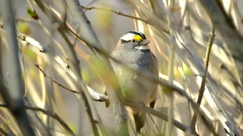 White-throated Sparrow Resting on Tree Branch in Evening Light Close-Up Video Video stock 334582592