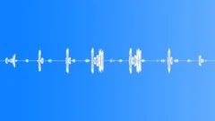 White Throated Sparrow singing in Boreal Forest Sound Effect