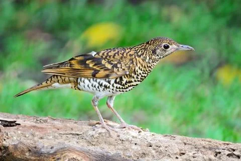 White thrush Stock Photos