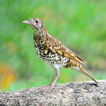 White thrush Stock Photos