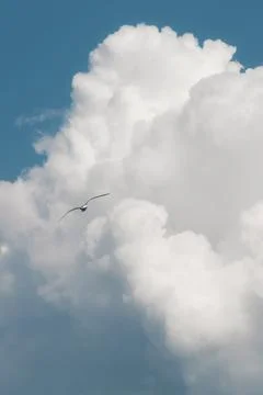 White thunderclouds in blue sky. summer cumulus clouds before rain. Beautiful Stock Photos