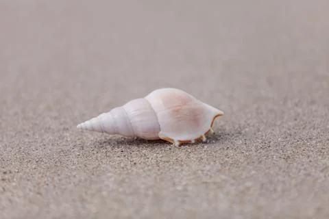 White Tibia  shell Tibia fusus on the sand Stock Photos