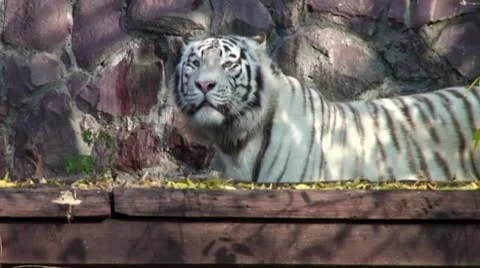 White Tige Vidéo 8869296