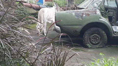 White Tiger 001 Stock Footage 171233122