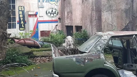 White Tiger 002 Stock Footage 171233204