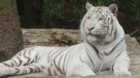White Tiger 05. Lying down relaxing - close up body shot.  4K Tripod Shot. Stock Footage 138695915