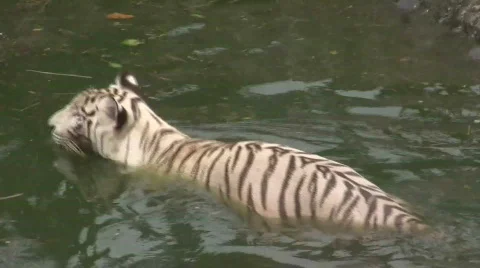 White Tiger (1) Stock Footage 704431