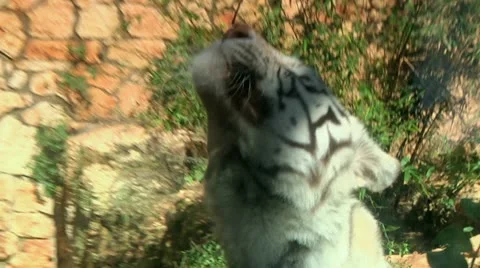 White Tiger 1 Stock Footage 10961736