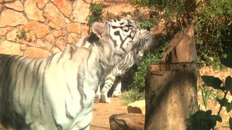 White Tiger 2 Stock Footage 10962163