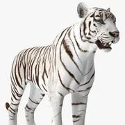 3D Model: Tiger Roar ~ Buy Now #90996497