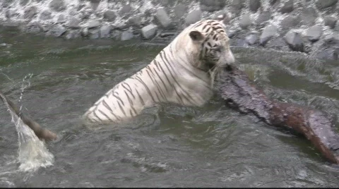 White Tiger (6) Stock Footage 843265