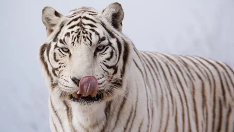White tiger against blue sky slow motion Stock Footage 265988462