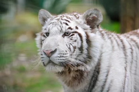 White tiger alert Stock Photos