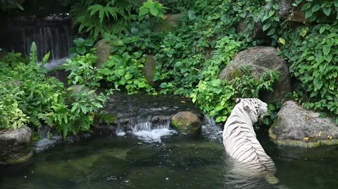 White tiger and waterfall Stock Footage