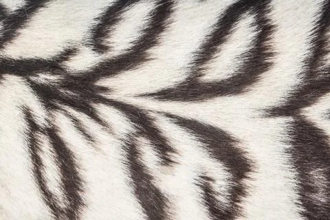 White tiger background Stock Photos