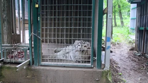 White tiger behind bars. Wild endangered animal in inhumane conditions. Small ca Stock Footage 312689270