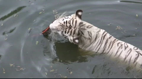 White Tiger of Bengala (5b) Stock Footage 842871