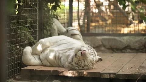 White tiger in the cage Stock Footage 53066753